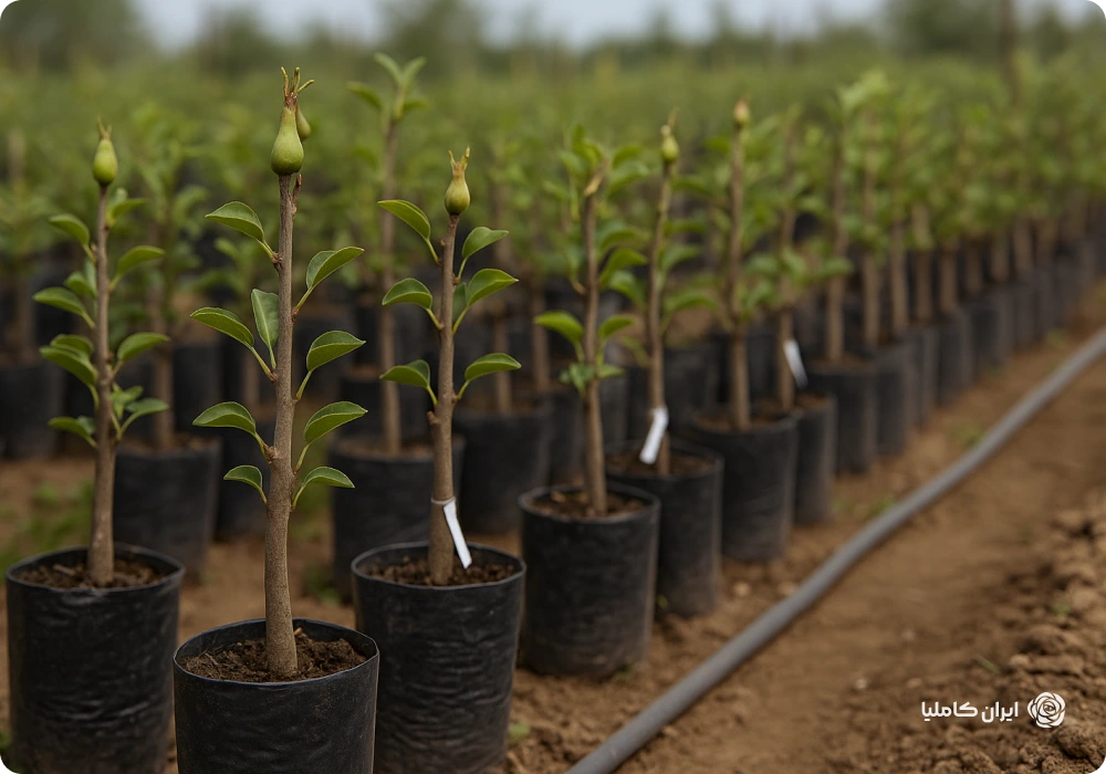 نهال پایه رویشی چیست